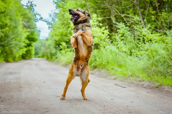 Pies do adopcji, Radom, 16 sierpnia 2024 (4/5)