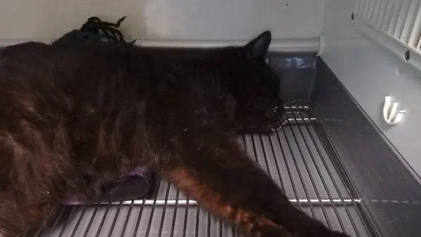 Znaleziono kota, Łódź, 16 sierpnia 2024 (1/2)