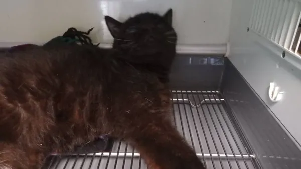 Znaleziono kota, Łódź, 16 sierpnia 2024 (2/2)