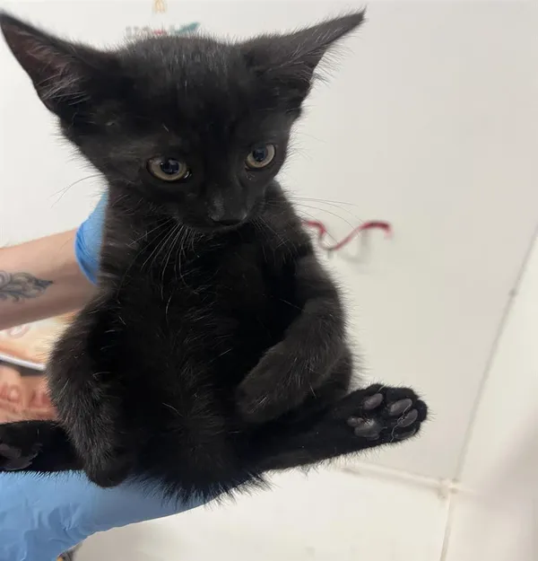 Kot do adopcji, Bytom, 16 sierpnia 2024