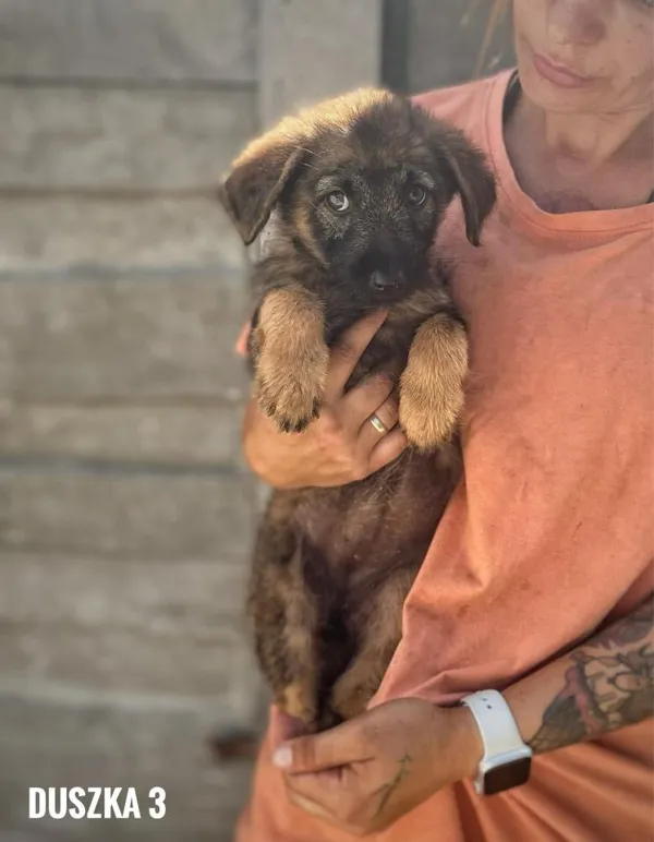 Pies do adopcji, Rytlów, 16 sierpnia 2024 (1/3)