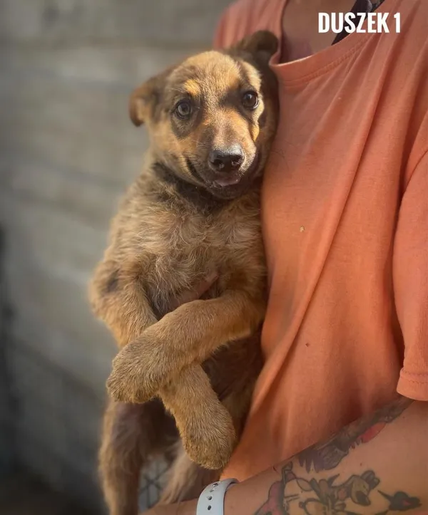 Pies do adopcji, Rytlów, 16 sierpnia 2024 (2/3)