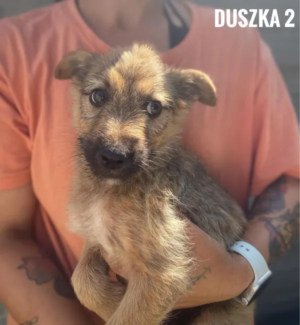 Pies do adopcji, Rytlów, 16 sierpnia 2024 (3/3)