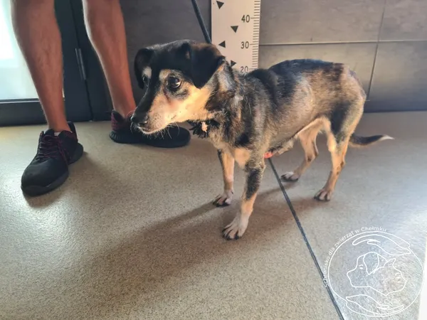 Znaleziono psa, Chełmek, 16 sierpnia 2024