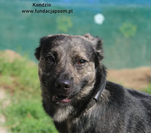 Pies do adopcji, Nowy Dwór Mazowiecki, 16 sierpnia 2024 (1/5)