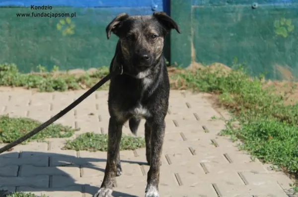 Pies do adopcji, Nowy Dwór Mazowiecki, 16 sierpnia 2024 (5/5)