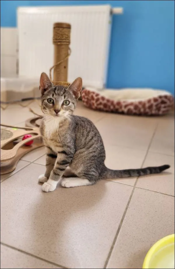 Znaleziono kota, Grudziądz, 29 maja 2024