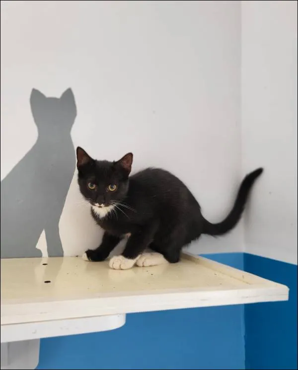 Znaleziono kota, Grudziądz, 29 maja 2024