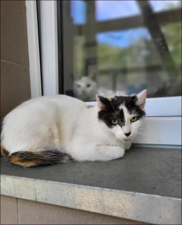 Znaleziono kota, Grudziądz, 27 czerwca 2024