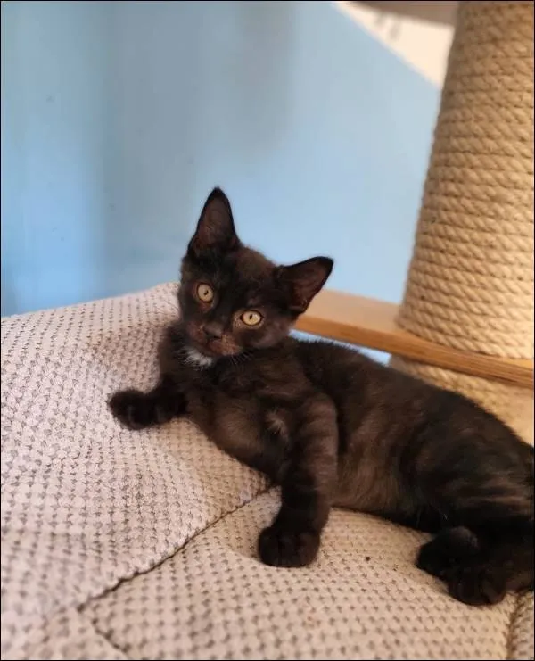 Znaleziono kota, Grudziądz, 27 czerwca 2024