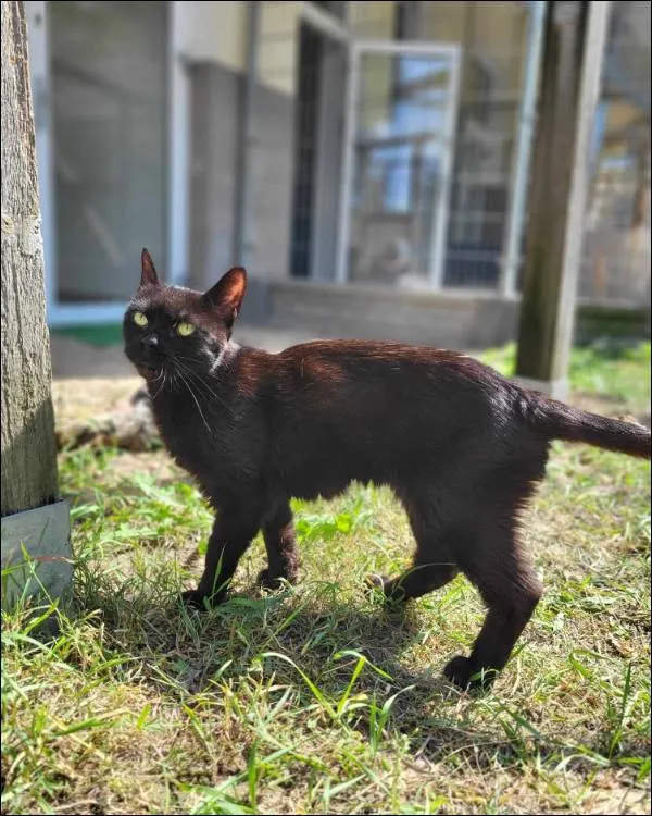 Znaleziono kota, Grudziądz, 5 czerwca 2024