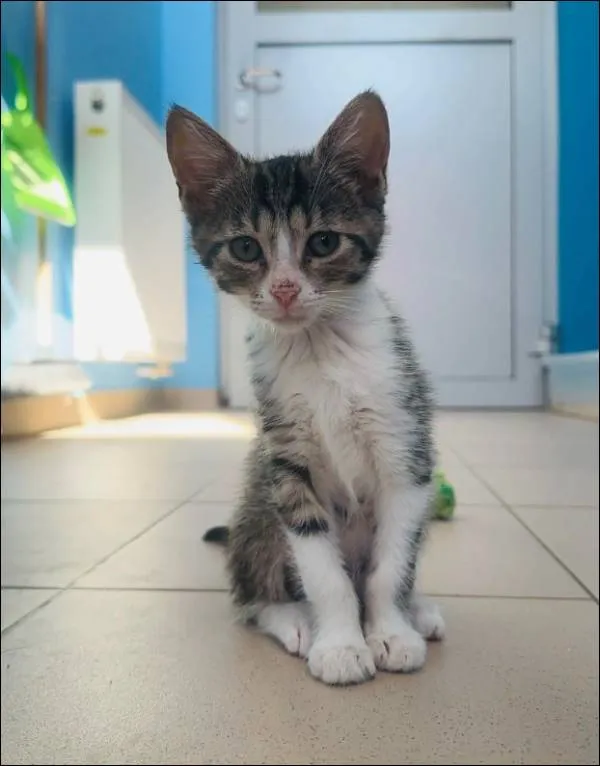 Znaleziono kota, Grudziądz, 19 czerwca 2024