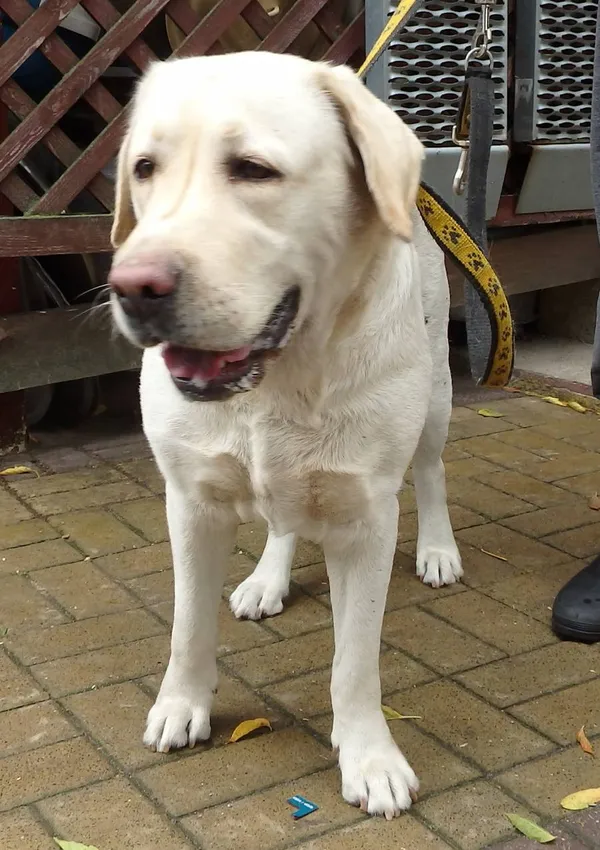 Znaleziono psa, Łódź, 17 sierpnia 2024 (2/2)