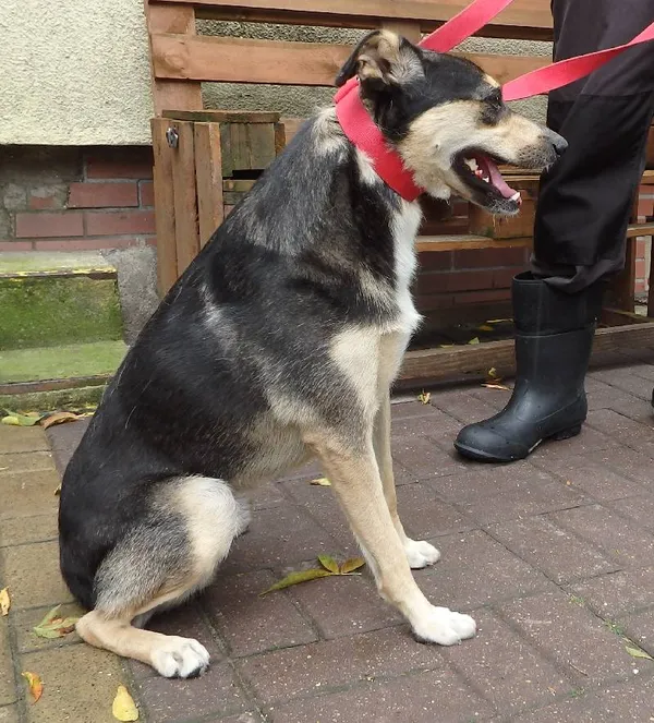 Znaleziono psa, Łódź, 17 sierpnia 2024 (1/2)