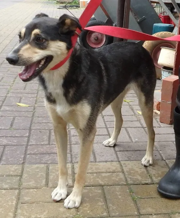 Znaleziono psa, Łódź, 17 sierpnia 2024 (2/2)