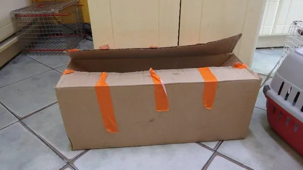 Znaleziono kota, Łódź, 17 sierpnia 2024 (3/3)