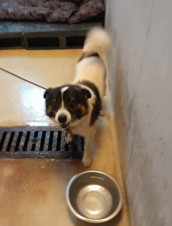 Znaleziono psa, Lublin, 16 sierpnia 2024