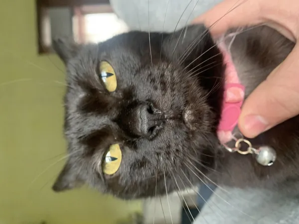 Zaginął kot, Łódź, 18 sierpnia 2024