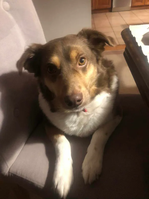 Zaginął pies, Łódź, 17 sierpnia 2024