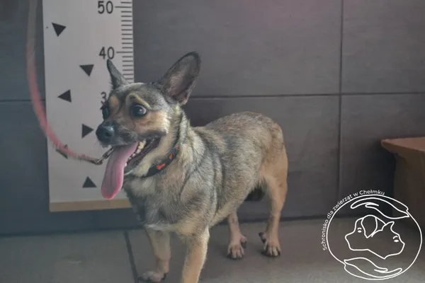 Pies do adopcji, Chełmek, 20 lipca 2024