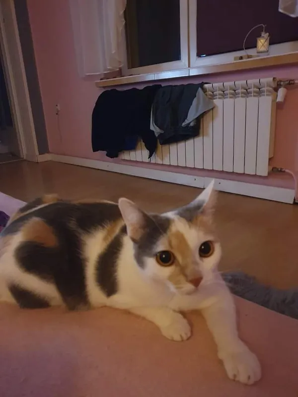 Zaginął kot, Niegowonice, 18 sierpnia 2024 (1/3)