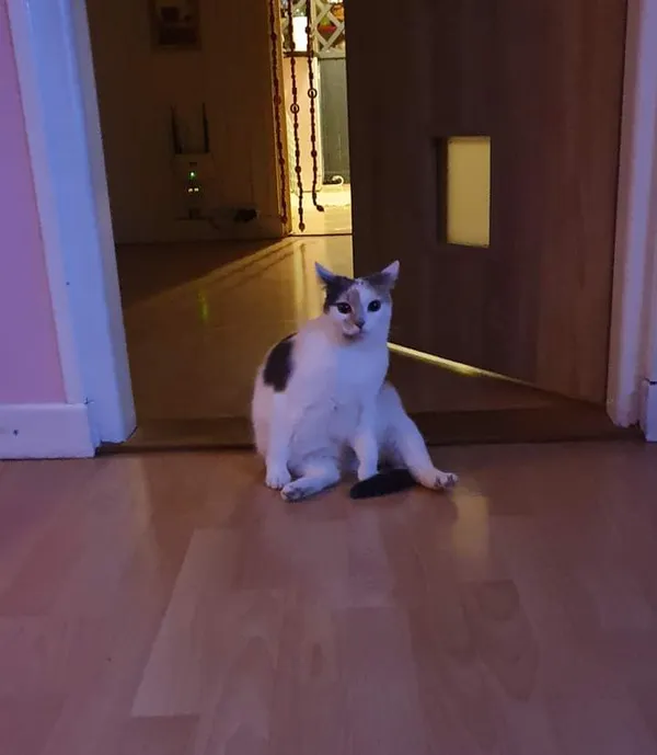 Zaginął kot, Niegowonice, 18 sierpnia 2024 (2/3)