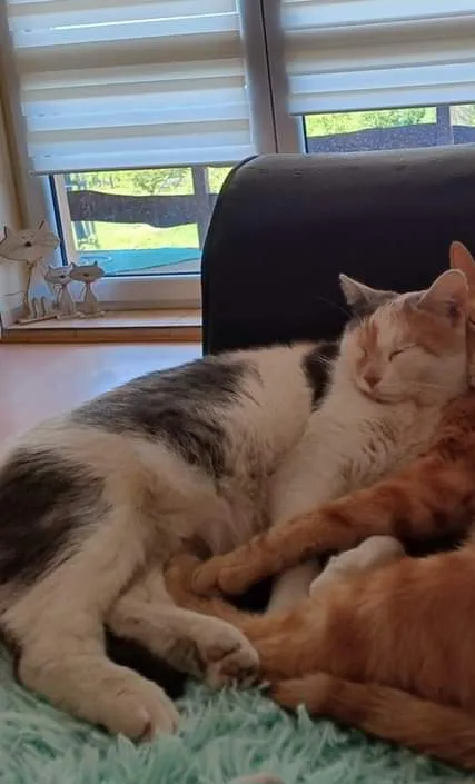 Zaginął kot, Niegowonice, 18 sierpnia 2024 (3/3)