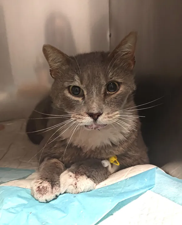 Znaleziono kota, Lublin, 17 sierpnia 2024