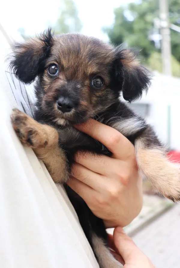 Znaleziono psa, Łódź, 17 sierpnia 2024 (1/2)