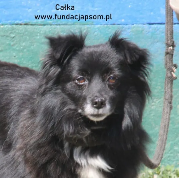 Pies do adopcji, Nowy Dwór Mazowiecki, 18 sierpnia 2024 (1/4)