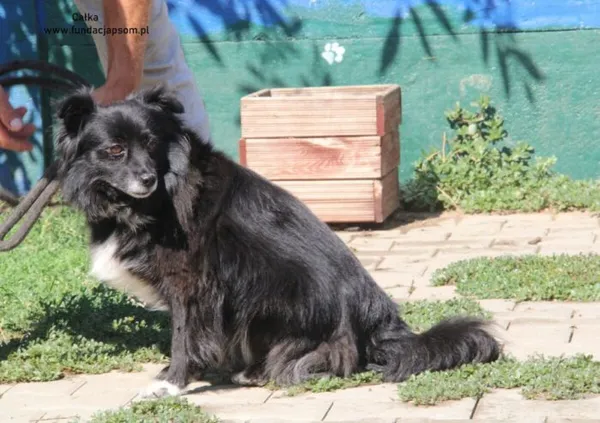 Pies do adopcji, Nowy Dwór Mazowiecki, 18 sierpnia 2024 (2/4)