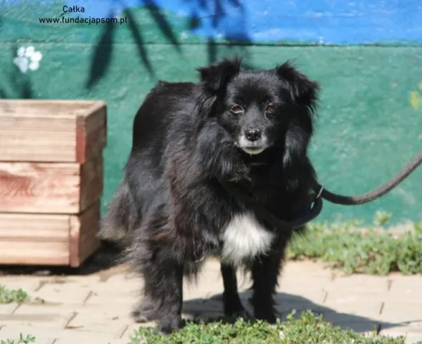 Pies do adopcji, Nowy Dwór Mazowiecki, 18 sierpnia 2024 (3/4)