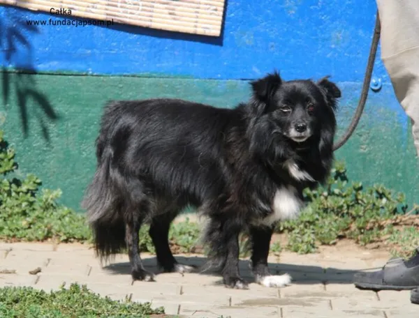 Pies do adopcji, Nowy Dwór Mazowiecki, 18 sierpnia 2024 (4/4)