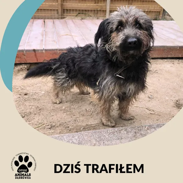 Pies do adopcji, Dąbrówka, 23 listopada 2025