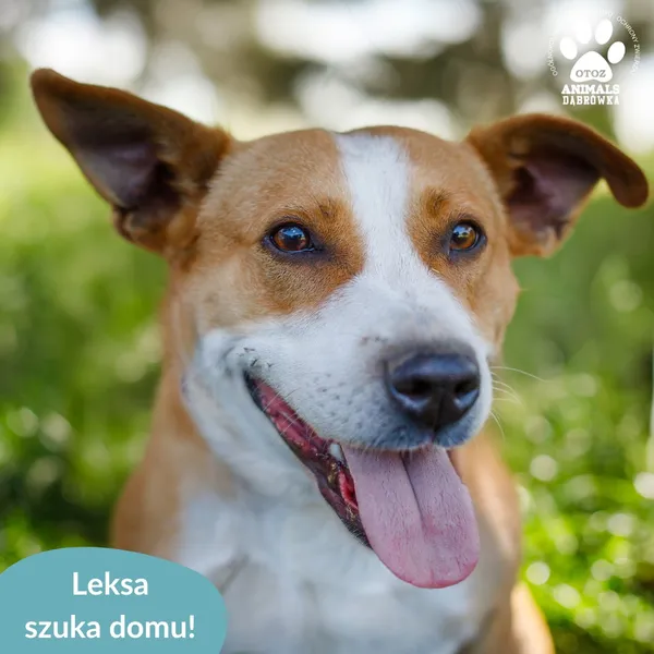 Pies do adopcji, Dąbrówka, 18 sierpnia 2024 (1/5)