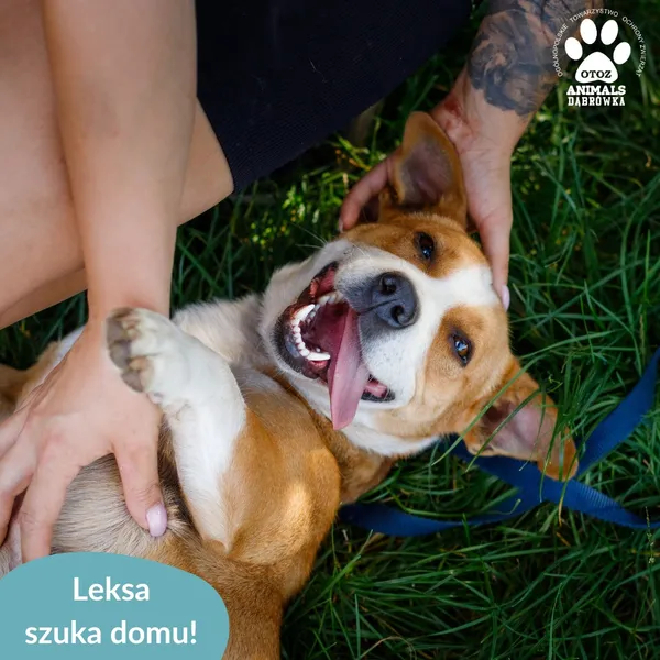 Pies do adopcji, Dąbrówka, 18 sierpnia 2024 (2/5)