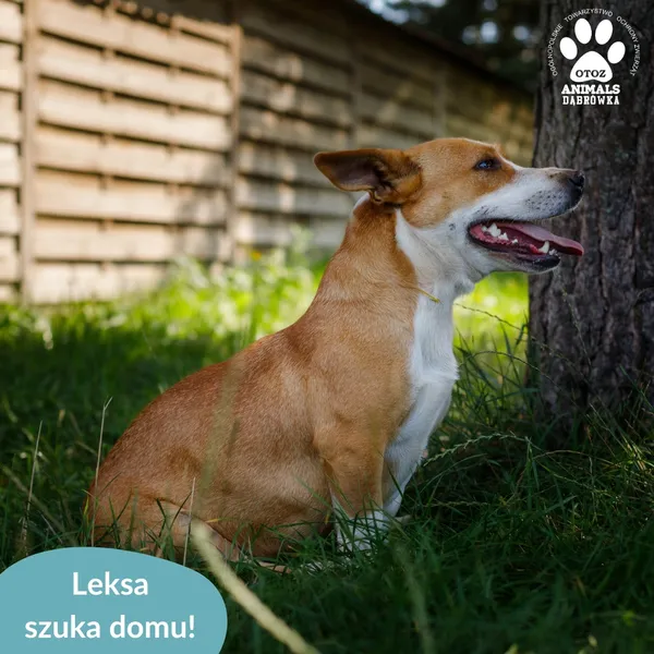 Pies do adopcji, Dąbrówka, 18 sierpnia 2024 (3/5)