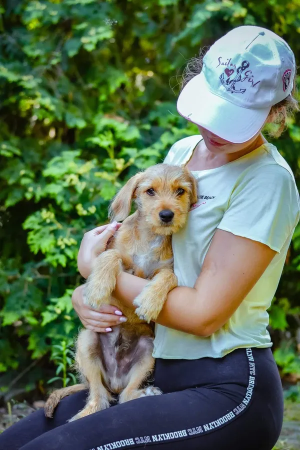 Pies do adopcji, Radom, 18 sierpnia 2024 (3/5)