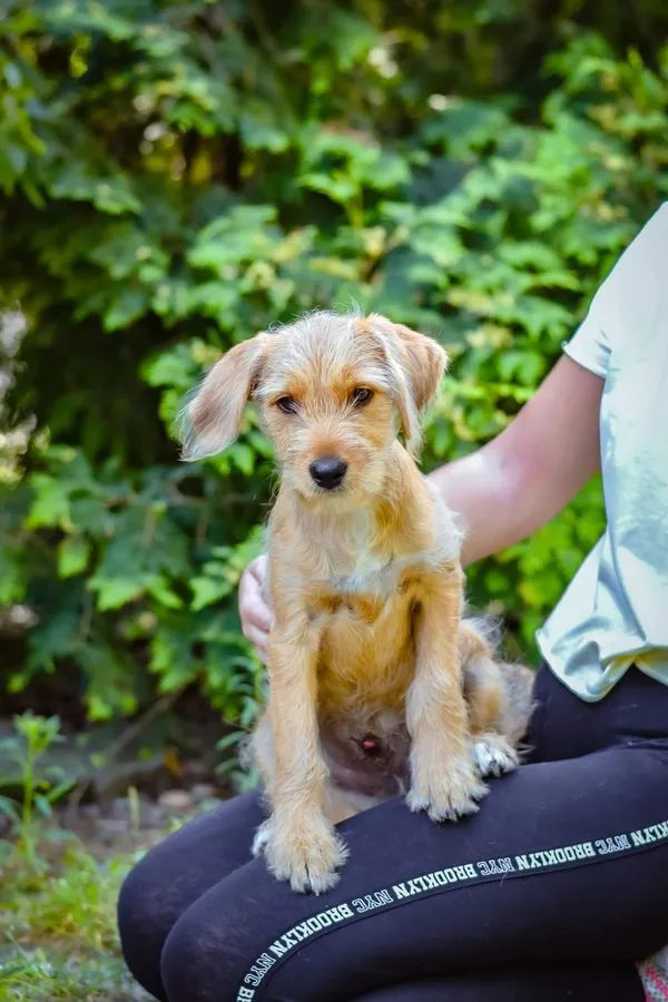 Pies do adopcji, Radom, 18 sierpnia 2024 (4/5)