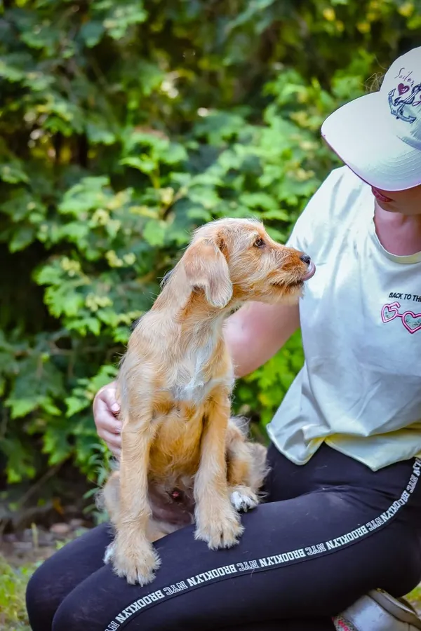 Pies do adopcji, Radom, 18 sierpnia 2024 (5/5)