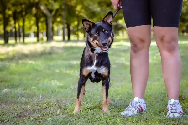 Pies do adopcji, Radom, 18 sierpnia 2024 (2/5)