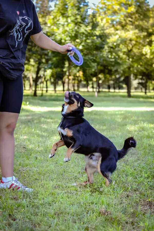 Pies do adopcji, Radom, 18 sierpnia 2024 (4/5)