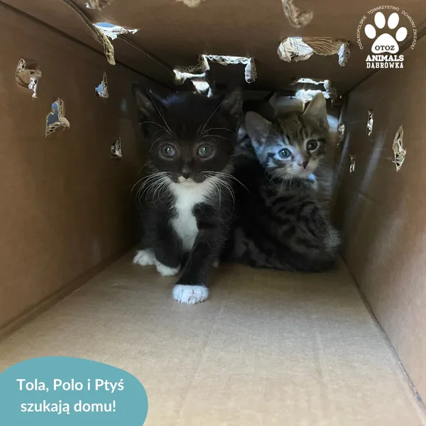 Kot do adopcji, Dąbrówka, 18 sierpnia 2024 (2/5)