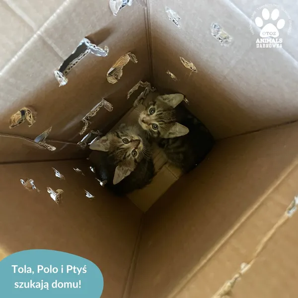 Kot do adopcji, Dąbrówka, 18 sierpnia 2024 (4/5)