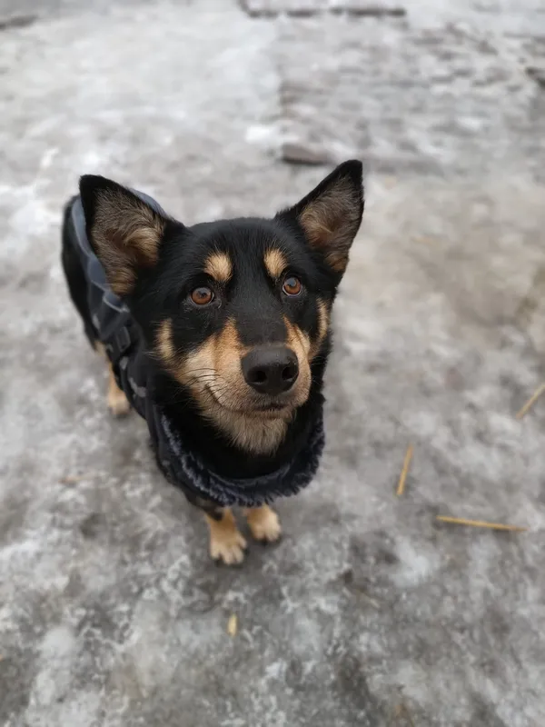 Oddam psa, Olsztyn, Podgrodzie, 19 sierpnia 2024 (1/6)