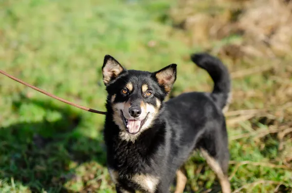 Oddam psa, Olsztyn, Podgrodzie, 19 sierpnia 2024 (4/6)