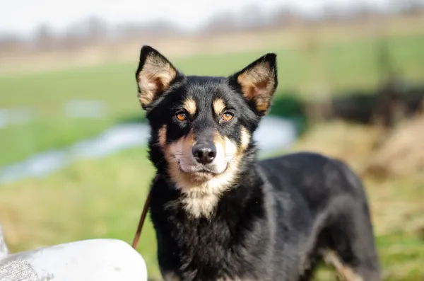 Oddam psa, Olsztyn, Podgrodzie, 19 sierpnia 2024 (5/6)