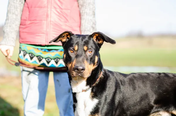 Oddam psa, Elbląg, Dolinka, 19 sierpnia 2024 (1/4)