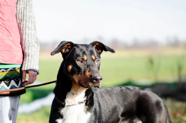 Oddam psa, Elbląg, Dolinka, 19 sierpnia 2024 (3/4)