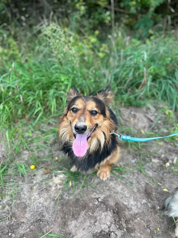 Oddam psa, Szłapy, 19 sierpnia 2024 (1/4)